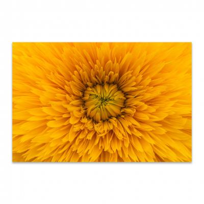 FLOR DORADA