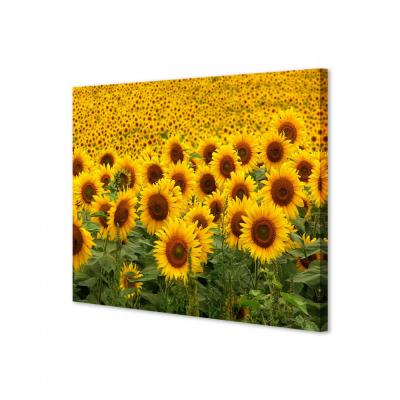 GIRASOLES