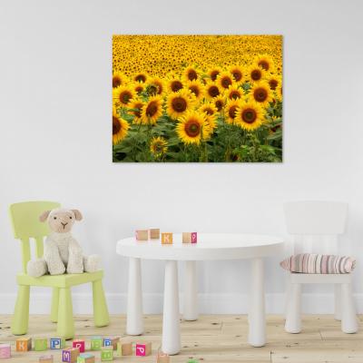 GIRASOLES