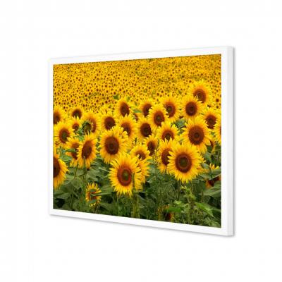 GIRASOLES