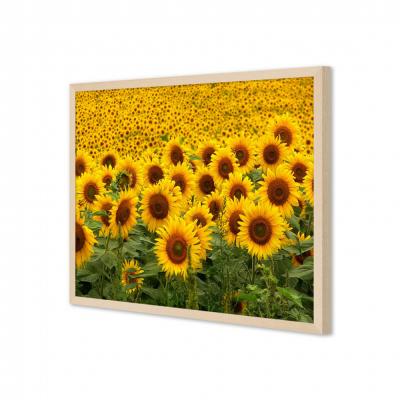 GIRASOLES