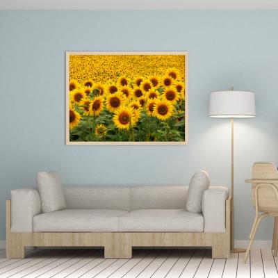 GIRASOLES