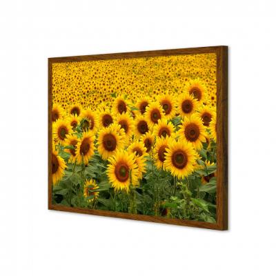 GIRASOLES