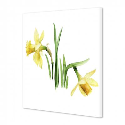 NARCISO
