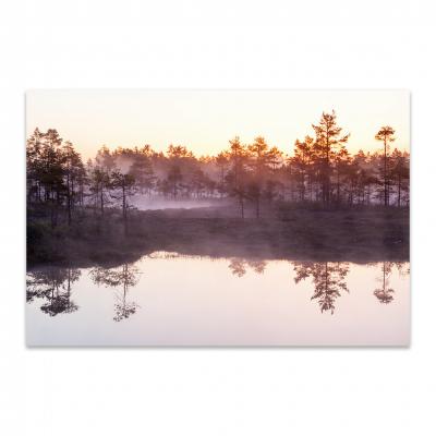 BRUMA EN EL BOSQUE 3